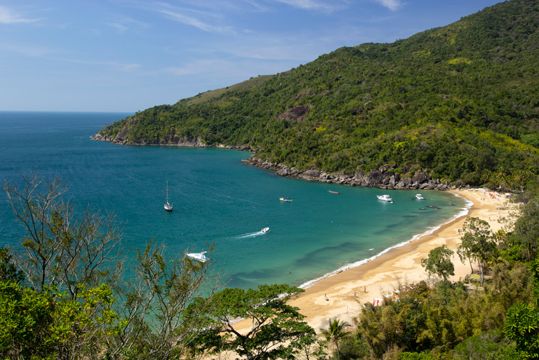 ilhabela passaro marron