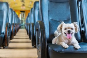 Cão de estimação seguindo regras de transporte de animais em ônibus de viagem.
