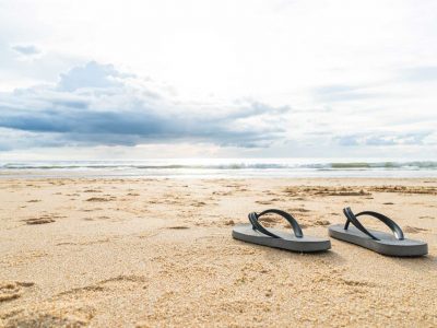 passaro marron sao sebastiao